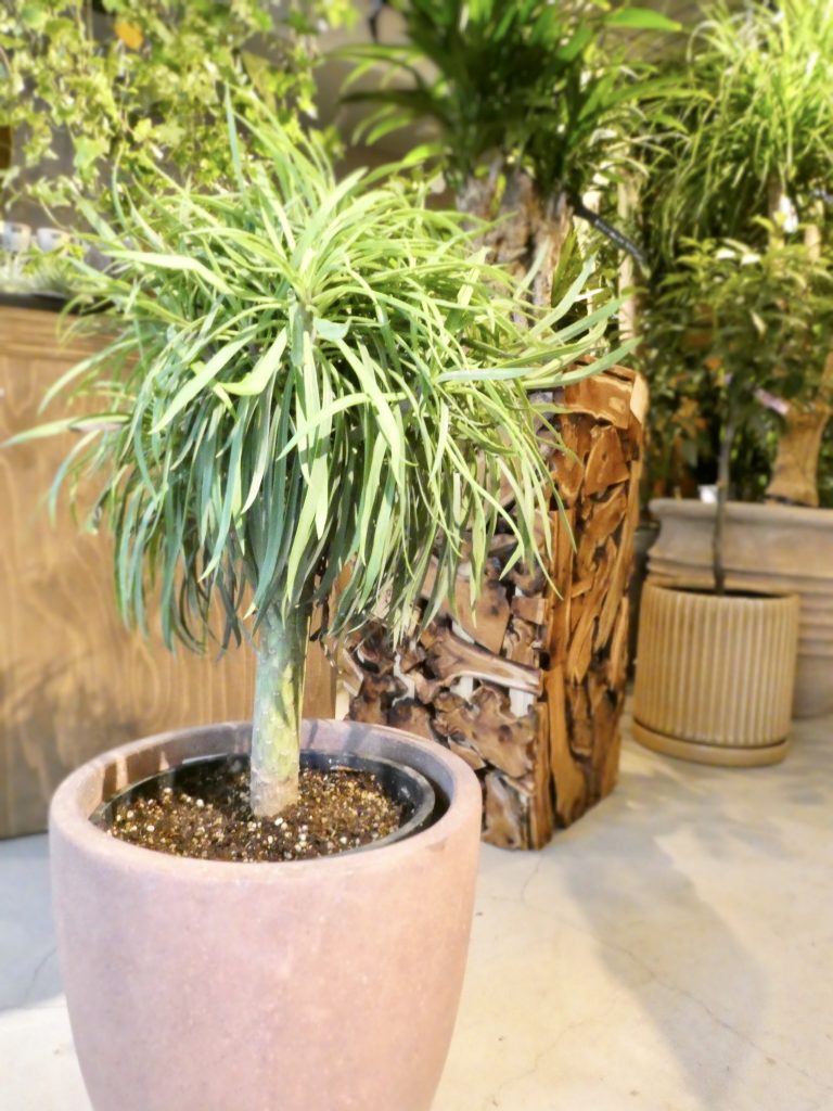 セネシオ・クレイニアモンキーツリー】 松本市で花屋ならFlower Carpenters(フラワーカーペンターズ)|花束・観葉植物